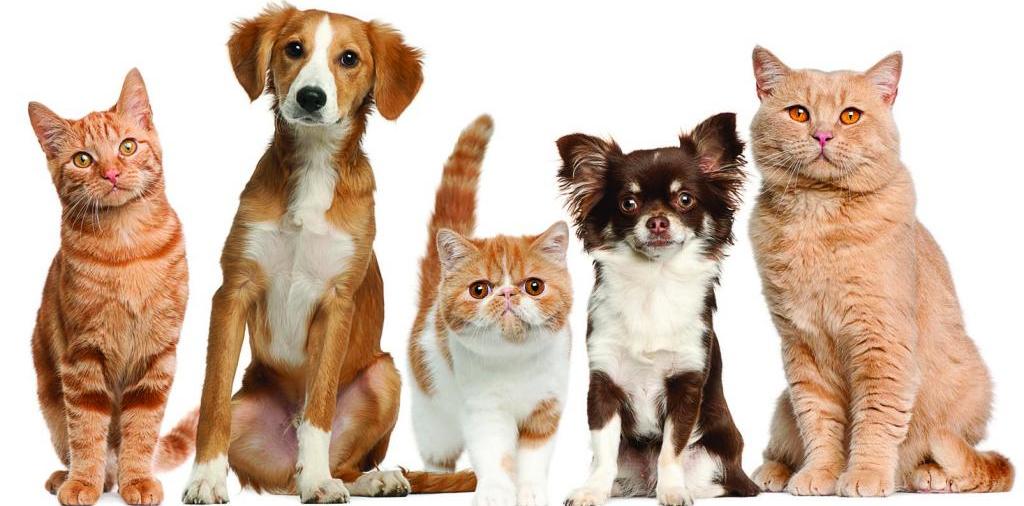 Доска объявлений о животных | ЗооТом - продажа, вязка и услуги для животных в Бахчисарае