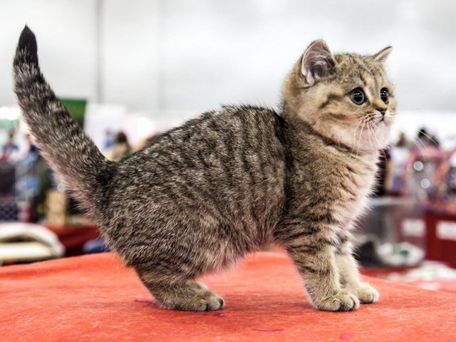 Породы кошек в Бахчисарае | ЗооТом портал о животных