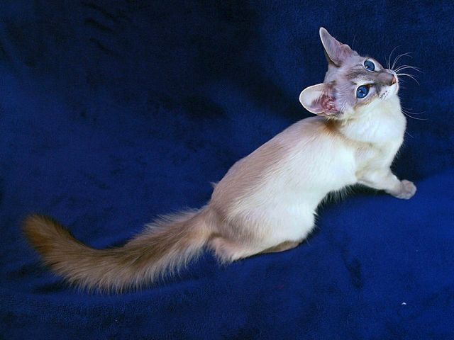 Выведенные породы кошек в Бахчисарае | ЗооТом портал о животных