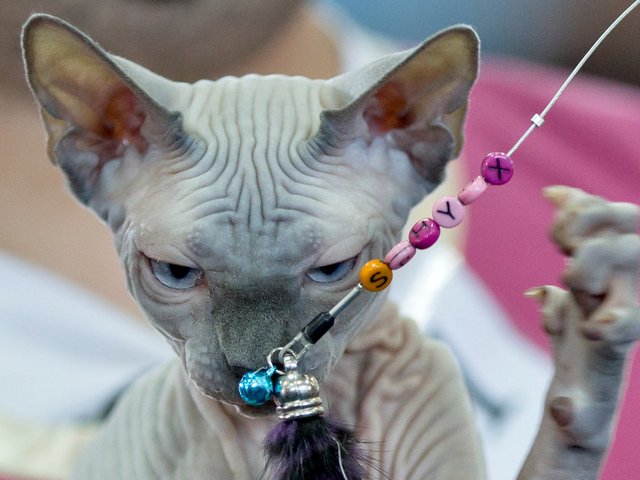 Выставки кошек в Бахчисарае | ЗооТом портал о животных