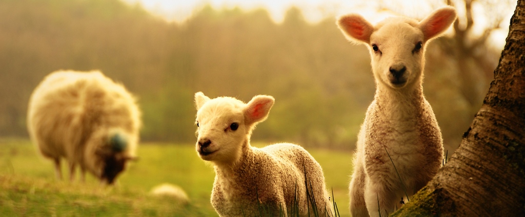 Объявления о сельскохозяйственных животных | ЗооТом - продажа, вязка и услуги для животных в Бахчисарае
