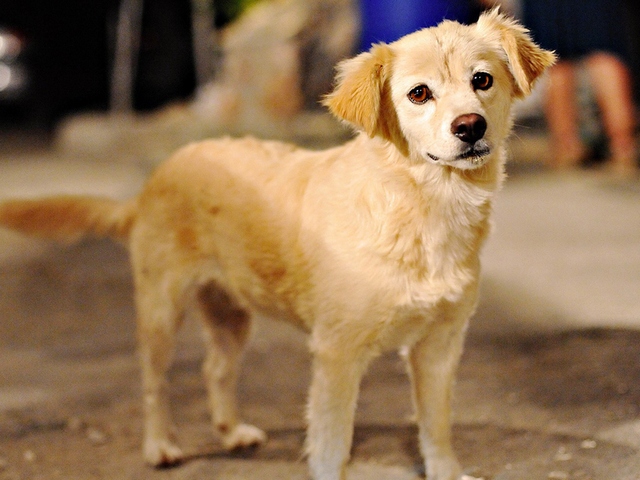 Породы собак в Бахчисарае | ЗооТом портал о животных
