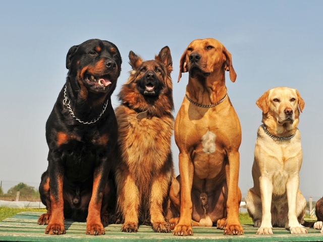 Крупные породы собак в Бахчисарае | ЗооТом портал о животных